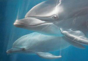 Särkänniemen delfiinikohu opetti kolme asiaa kriisiviestinnästä