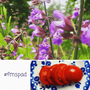 #fmspad-kuva päivässä haaste instassa