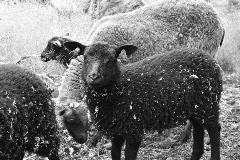 Mustavalkoinen valokuva lampaista laitumella